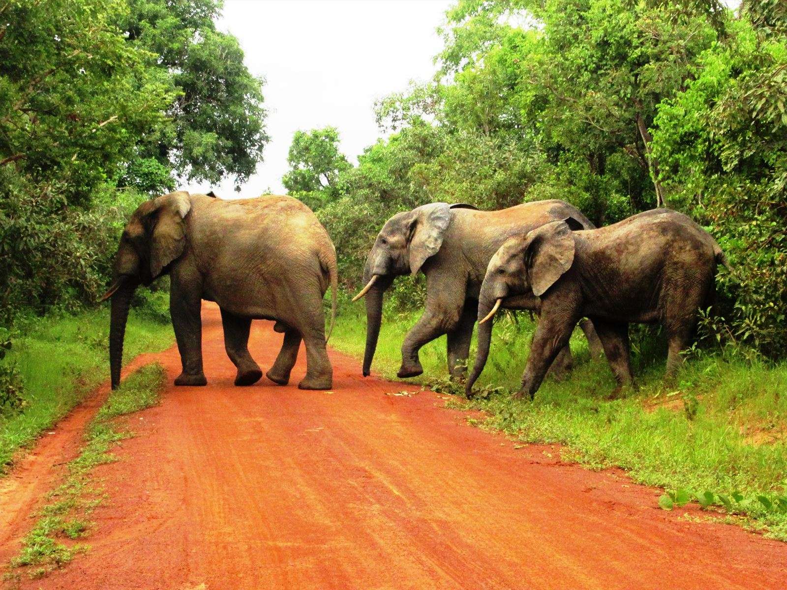 Eelephants crossing road